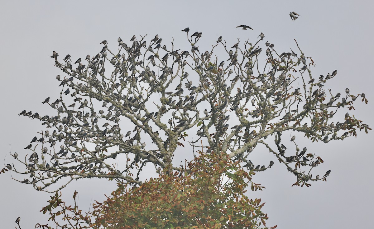 Tree Swallow - ML622707360