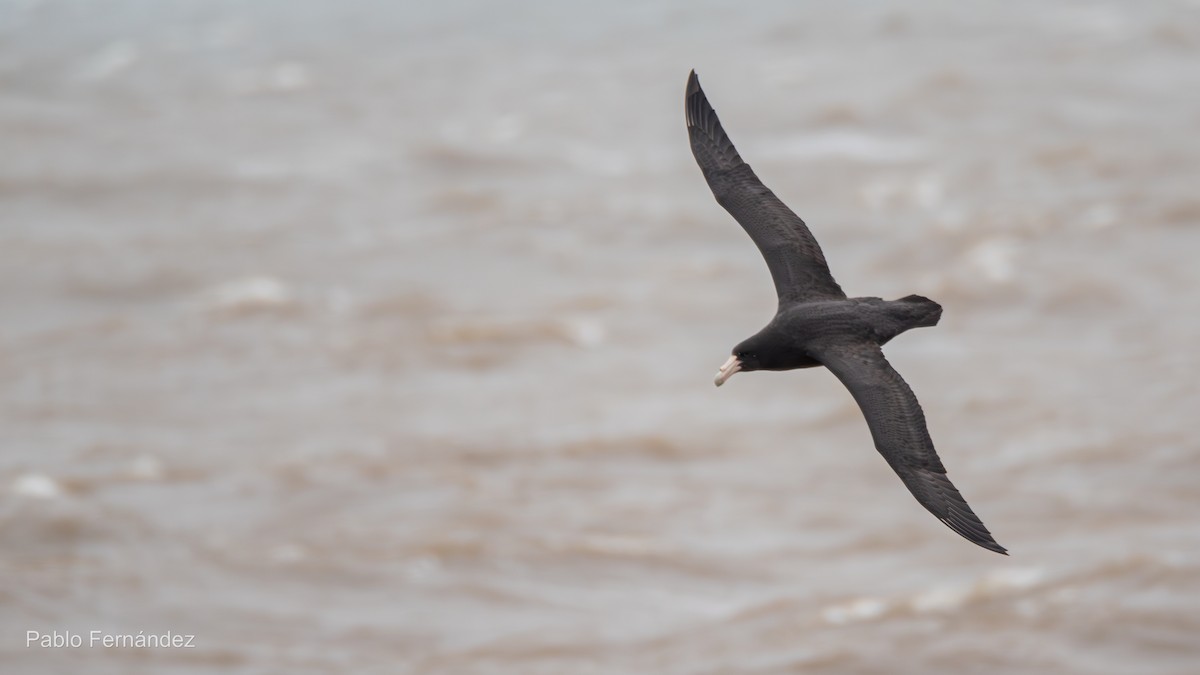 Southern Giant-Petrel - ML622707362