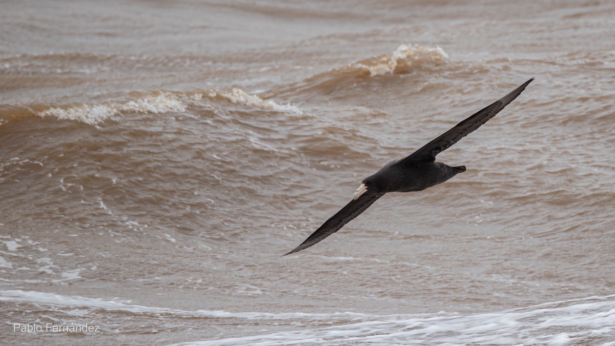 Southern Giant-Petrel - ML622707363