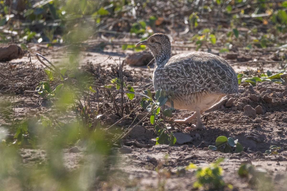 Brushland Tinamou - ML622707422