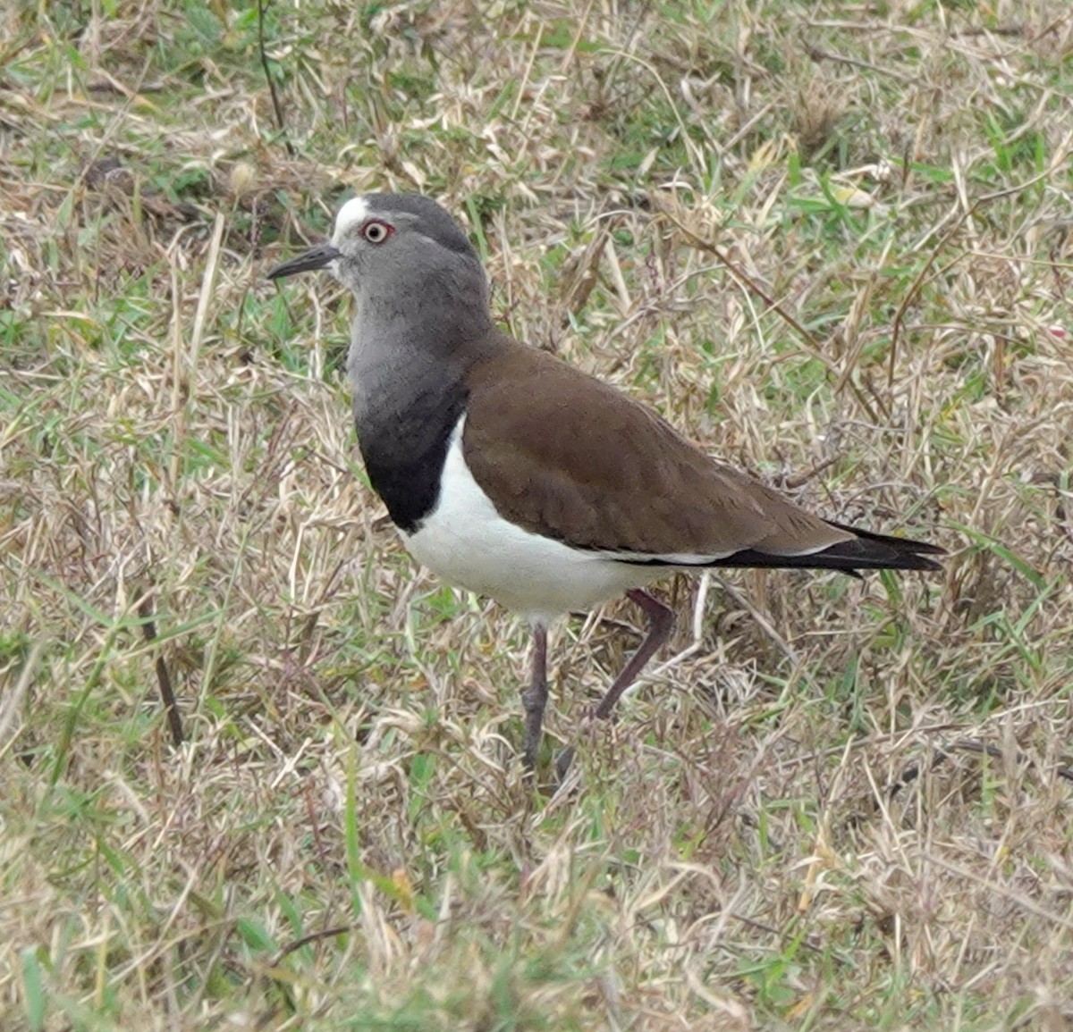 Senegal Lapwing - ML622707430