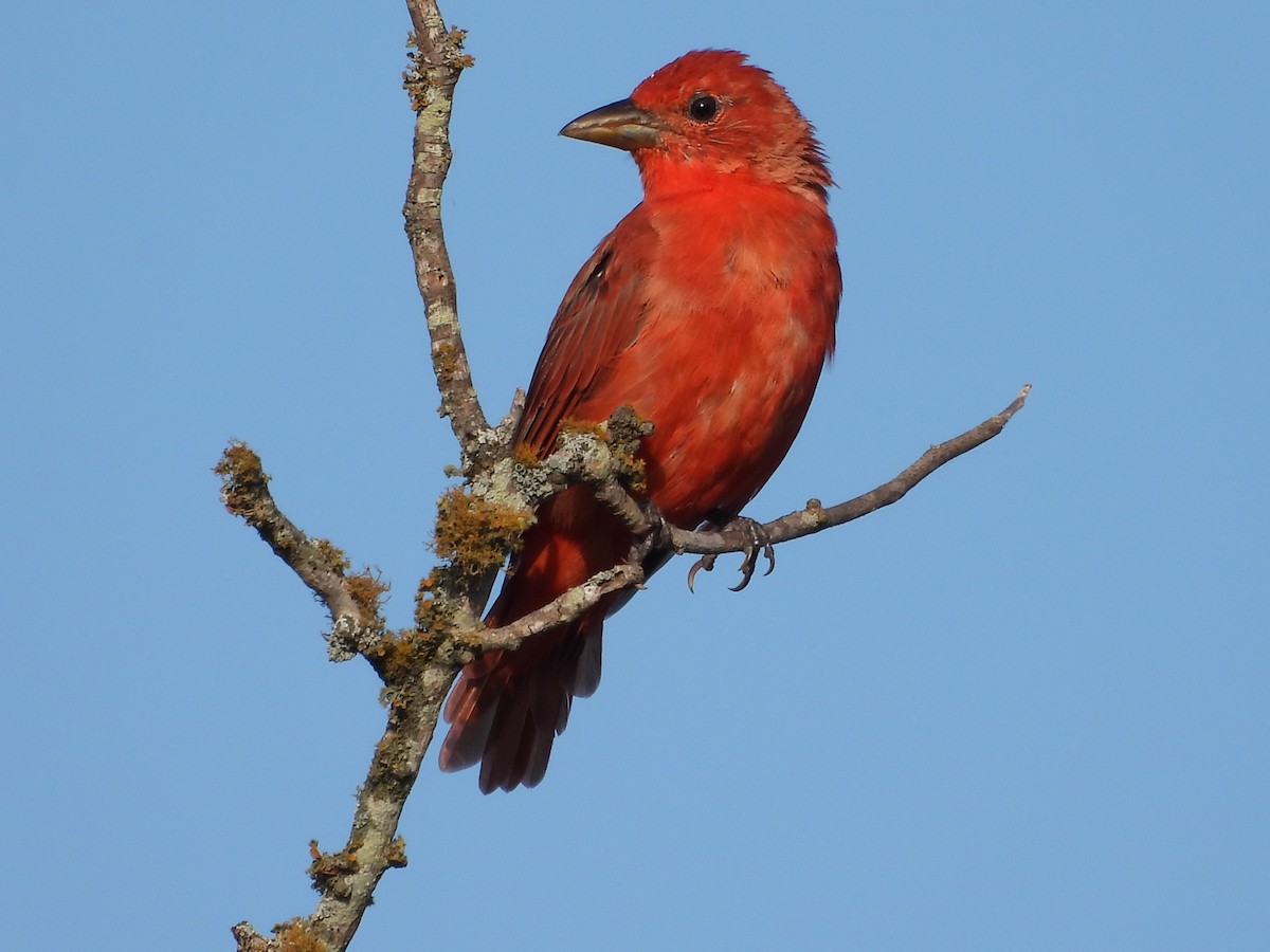 Summer Tanager - ML622707493