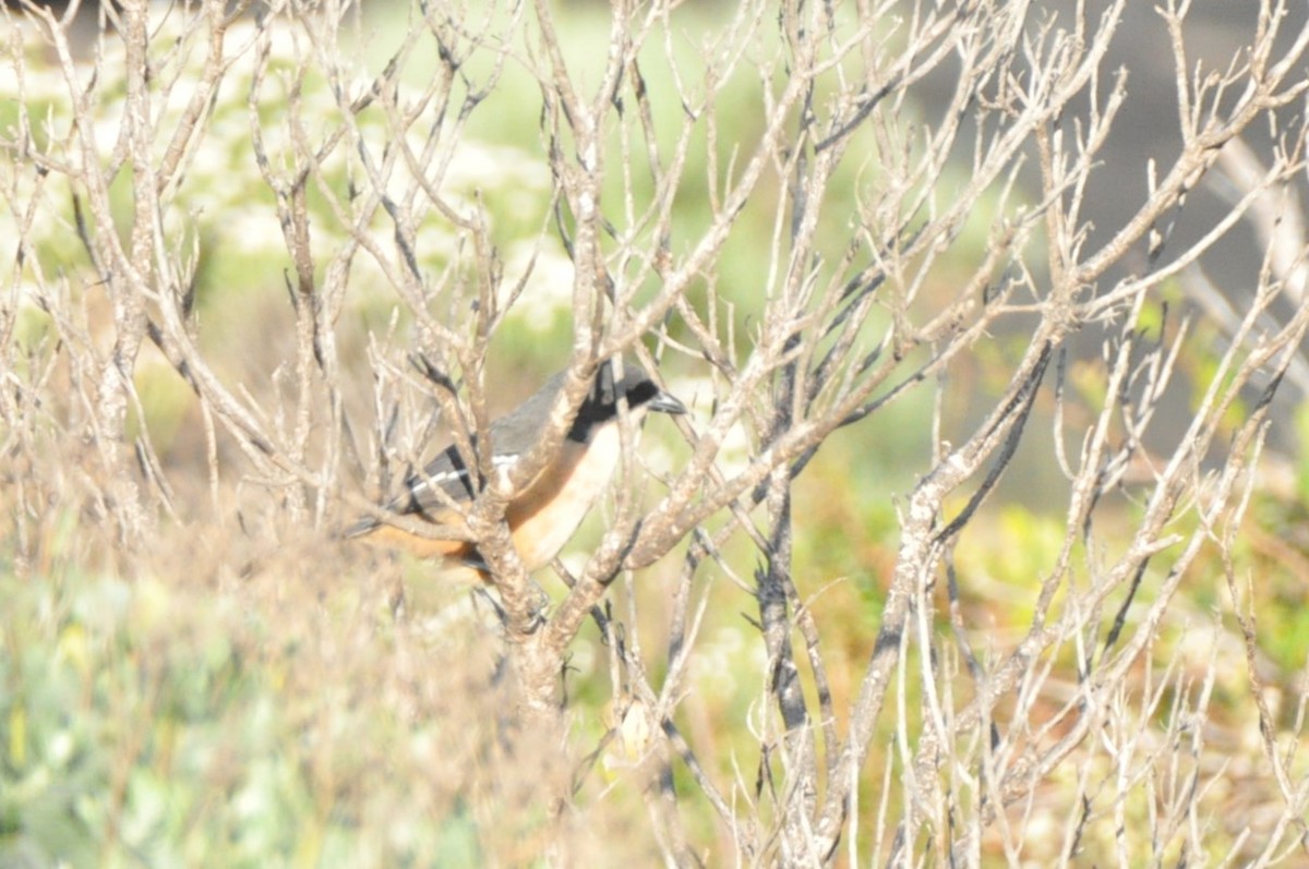 Southern Boubou - ML622707494