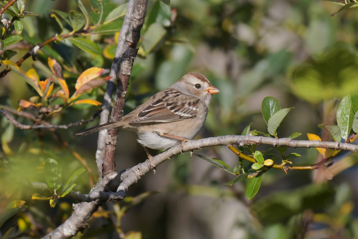 White-crowned Sparrow - Kelly Kirkpatrick