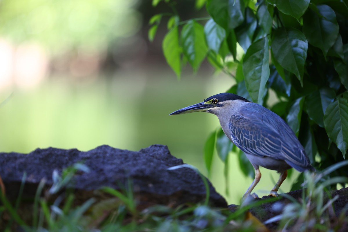 Striated Heron - ML622707539