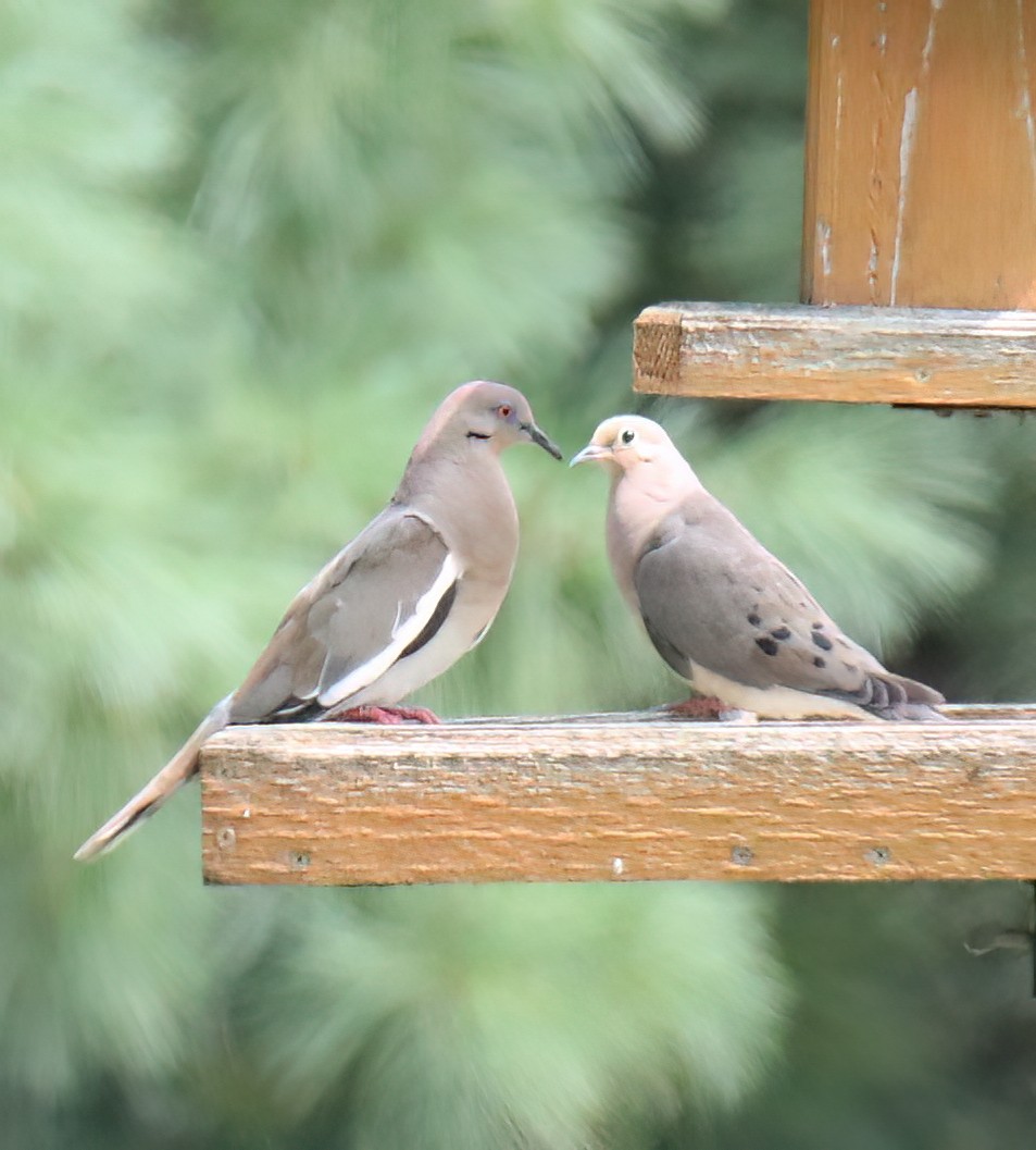 White-winged Dove - ML622707546