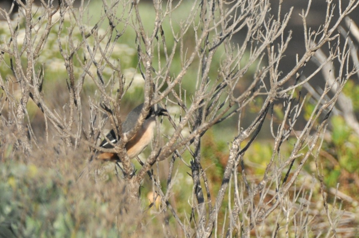 Southern Boubou - ML622707569