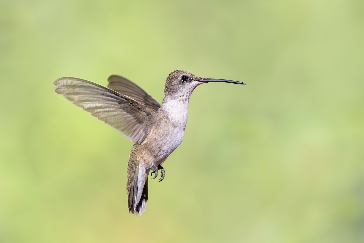 Black-chinned Hummingbird - ML622707602