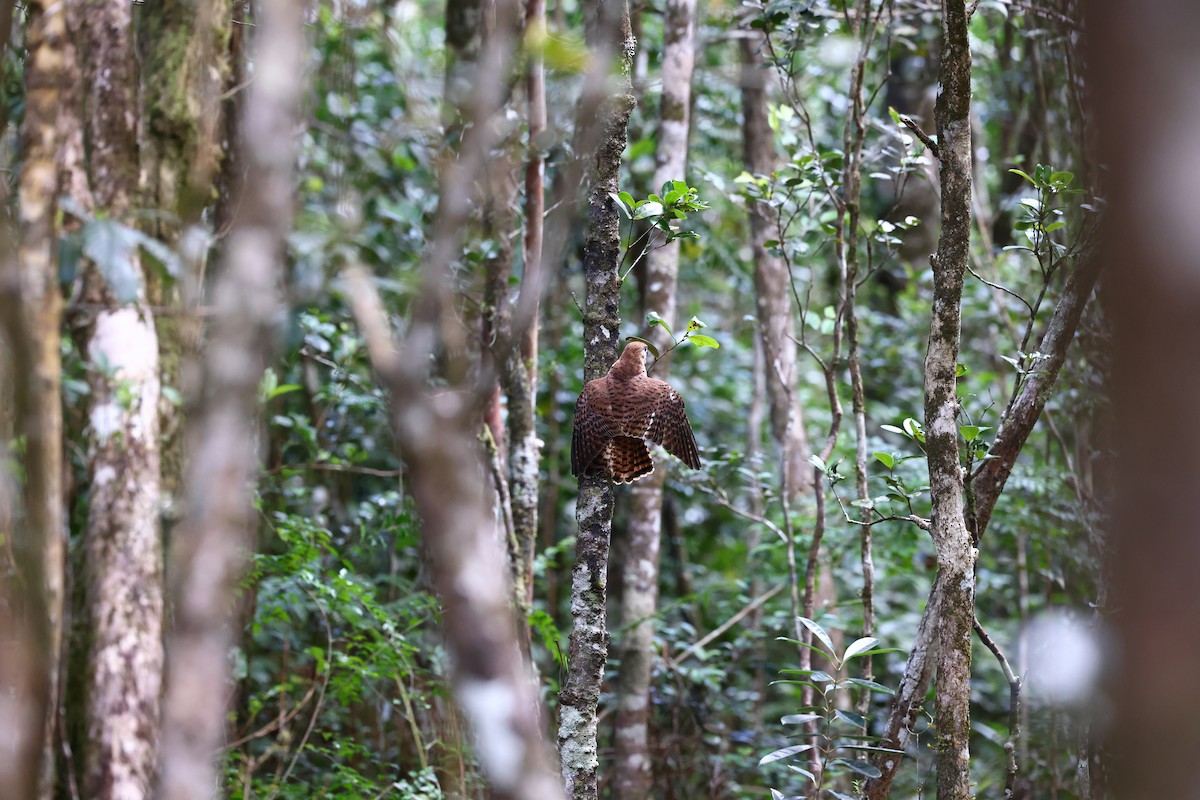 Mauritius Kestrel - ML622707632