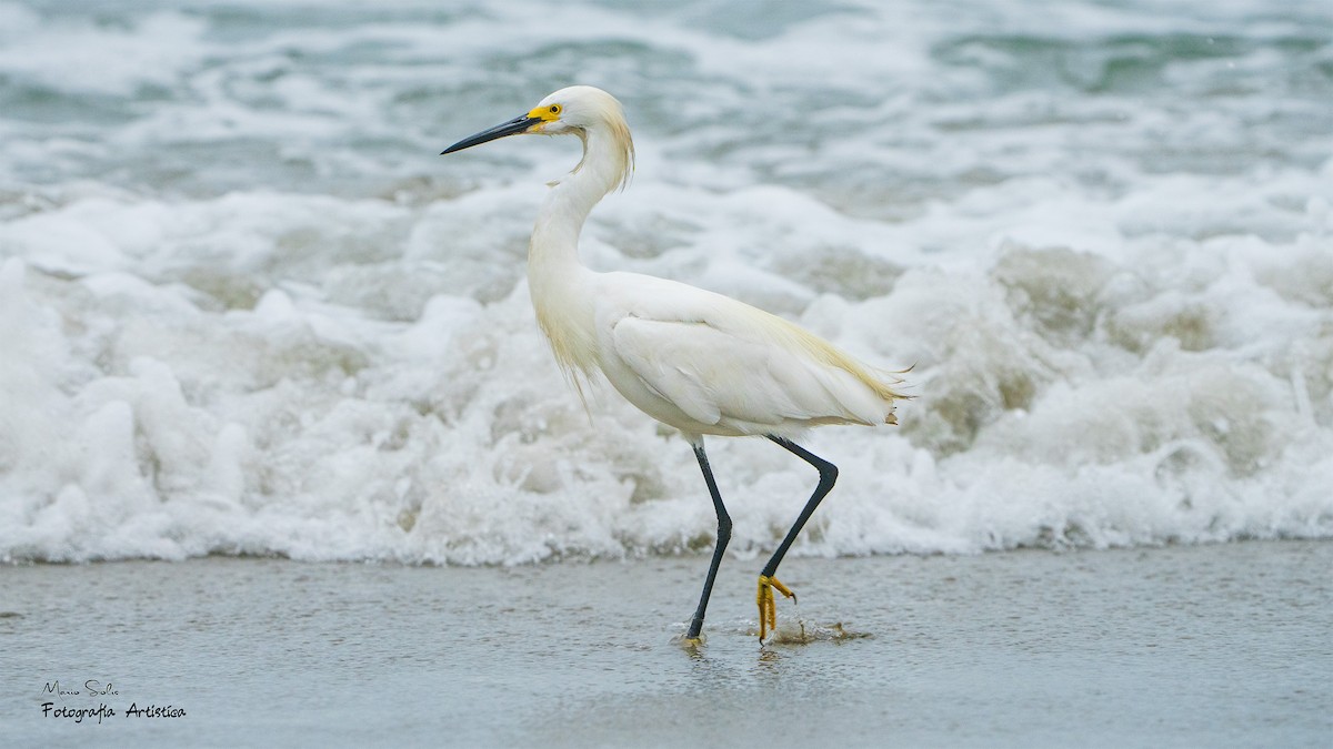 Snowy Egret - ML622707634