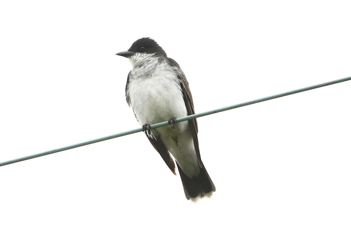 Eastern Kingbird - ML622707638