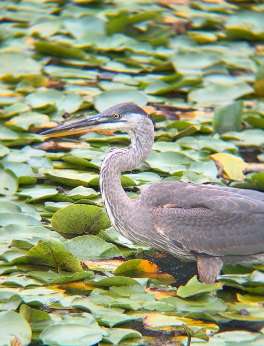 Great Blue Heron - Amelia Szosz
