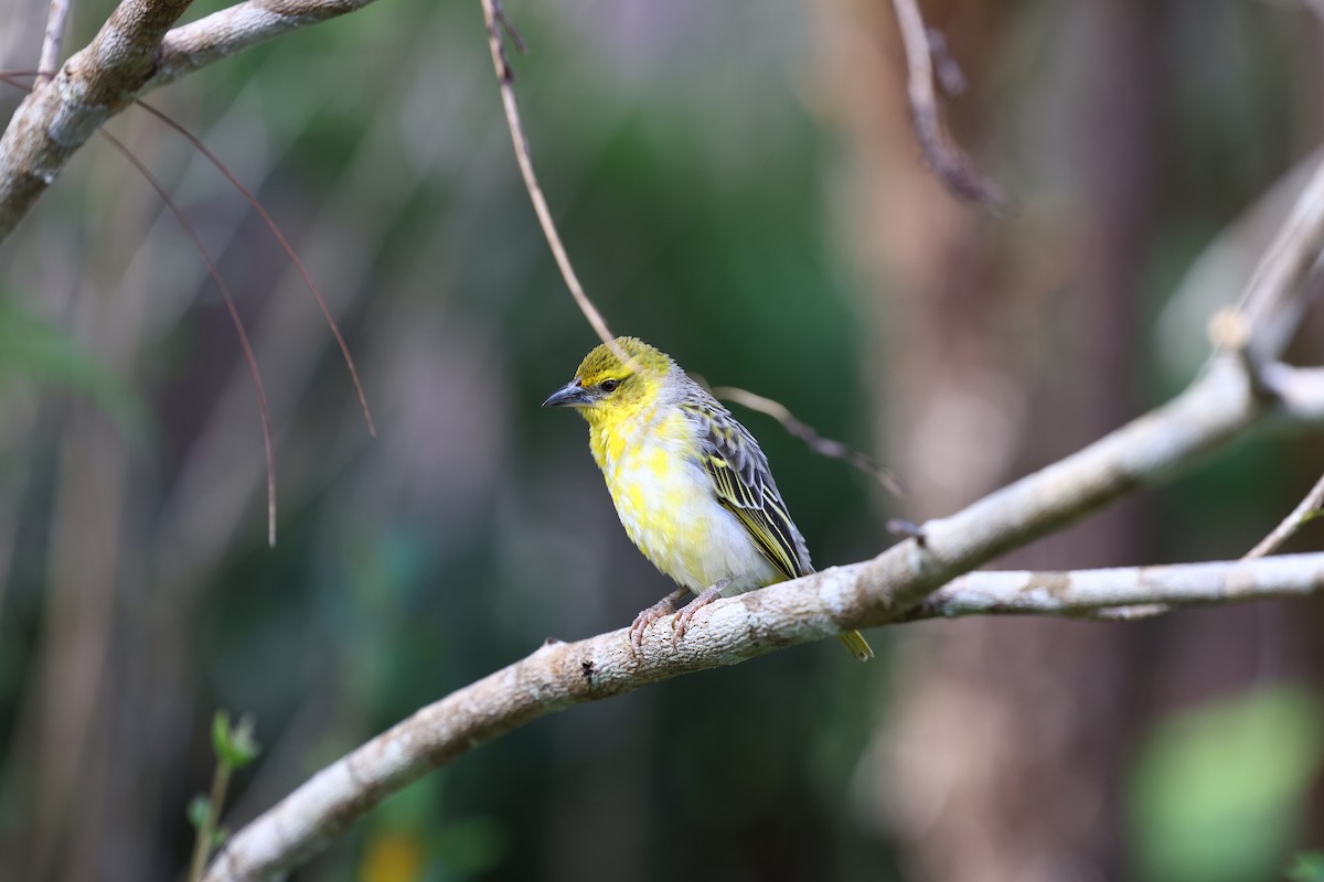 Village Weaver - ML622707661