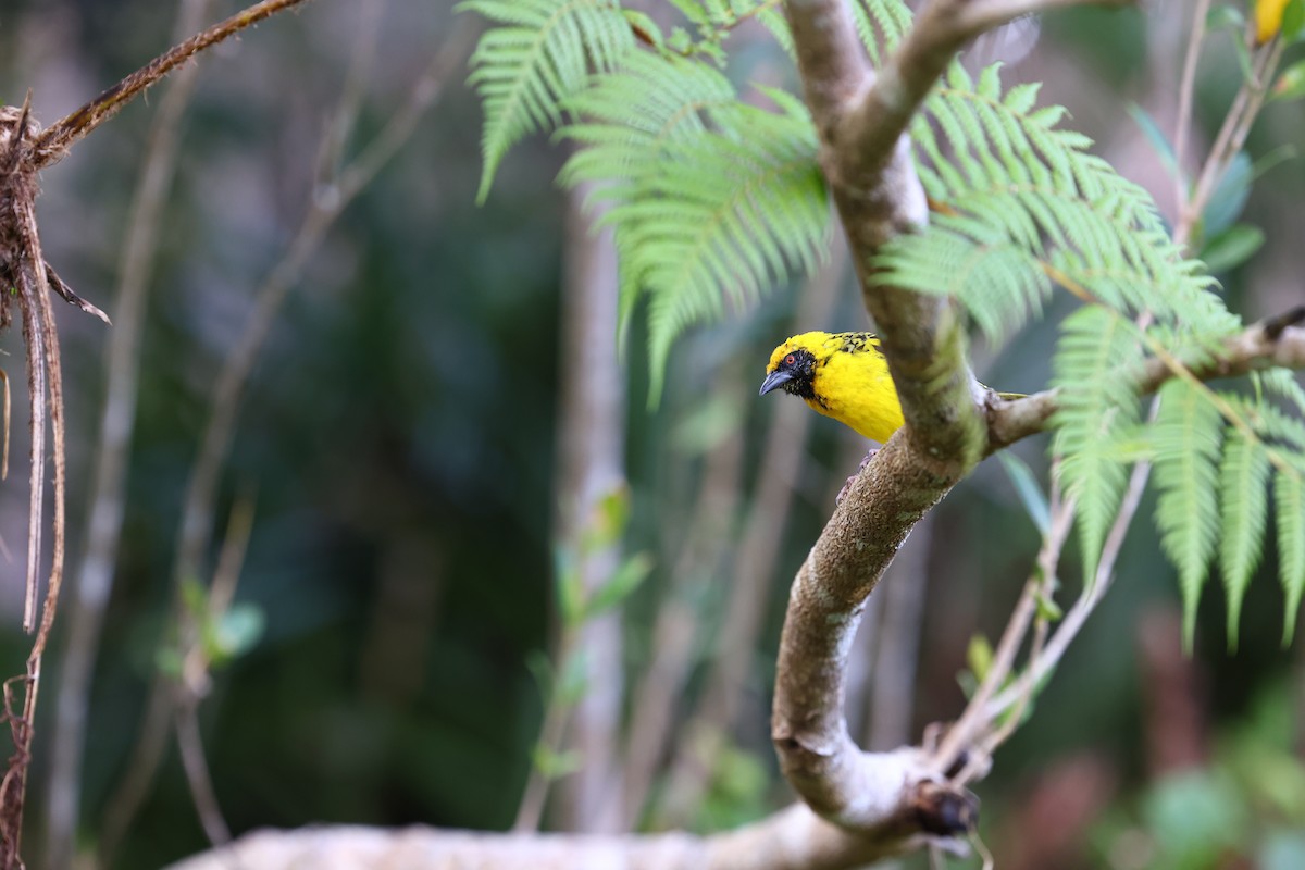 Village Weaver - ML622707662