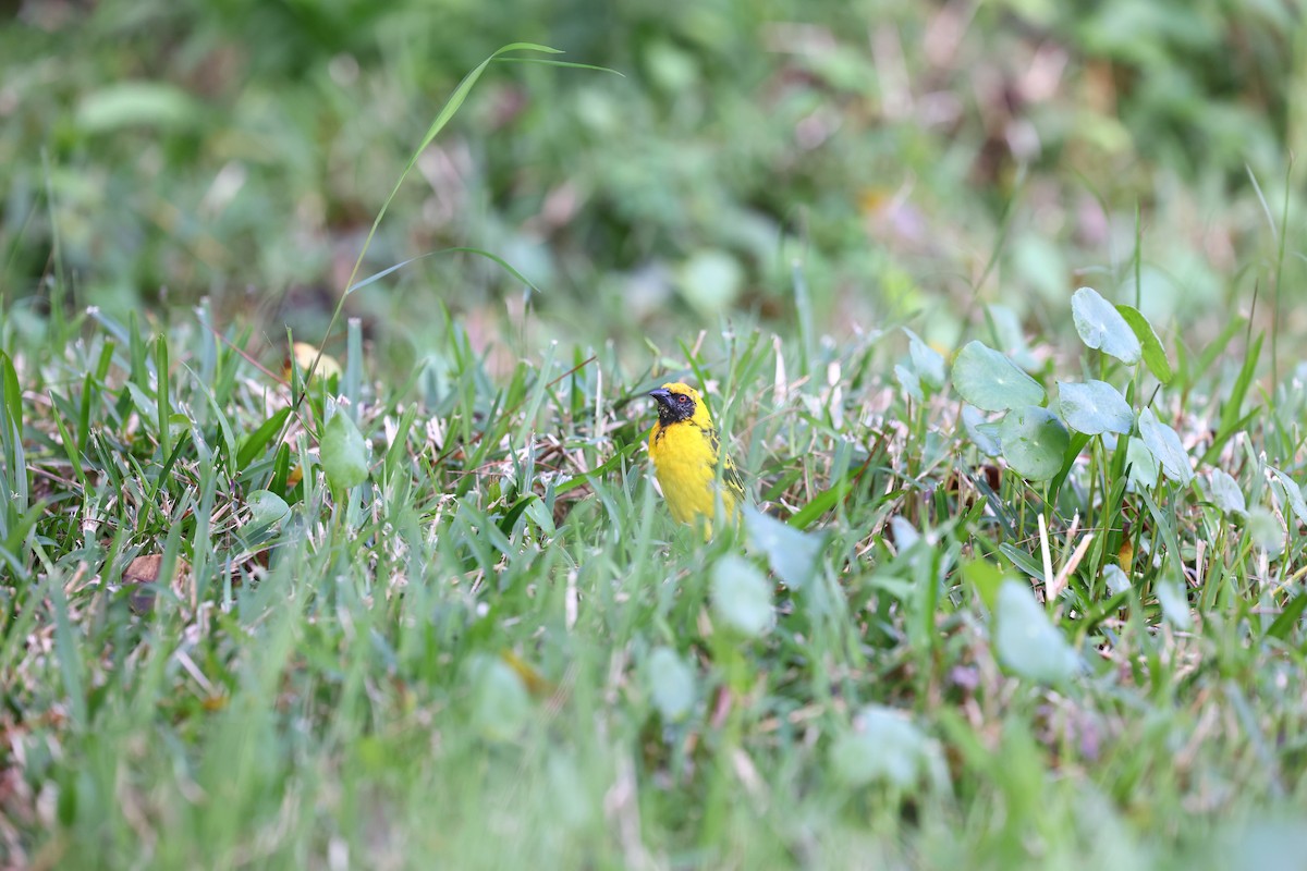 Village Weaver - ML622707665