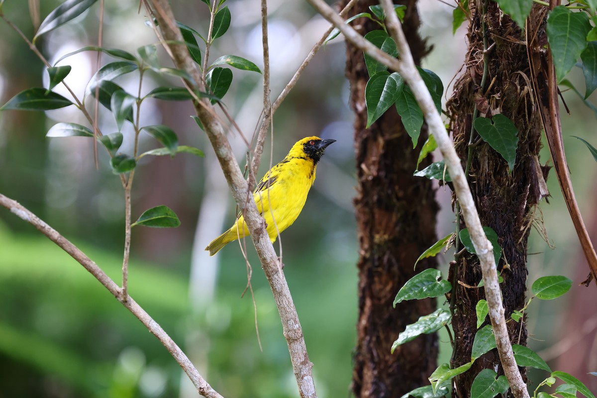 Village Weaver - ML622707666