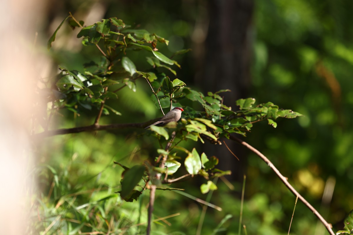 Common Waxbill - ML622707679