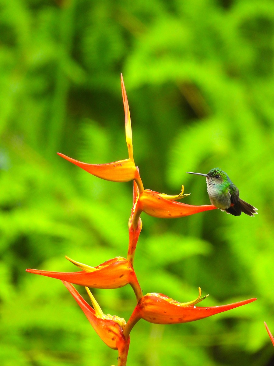 Charming Hummingbird - ML622707706