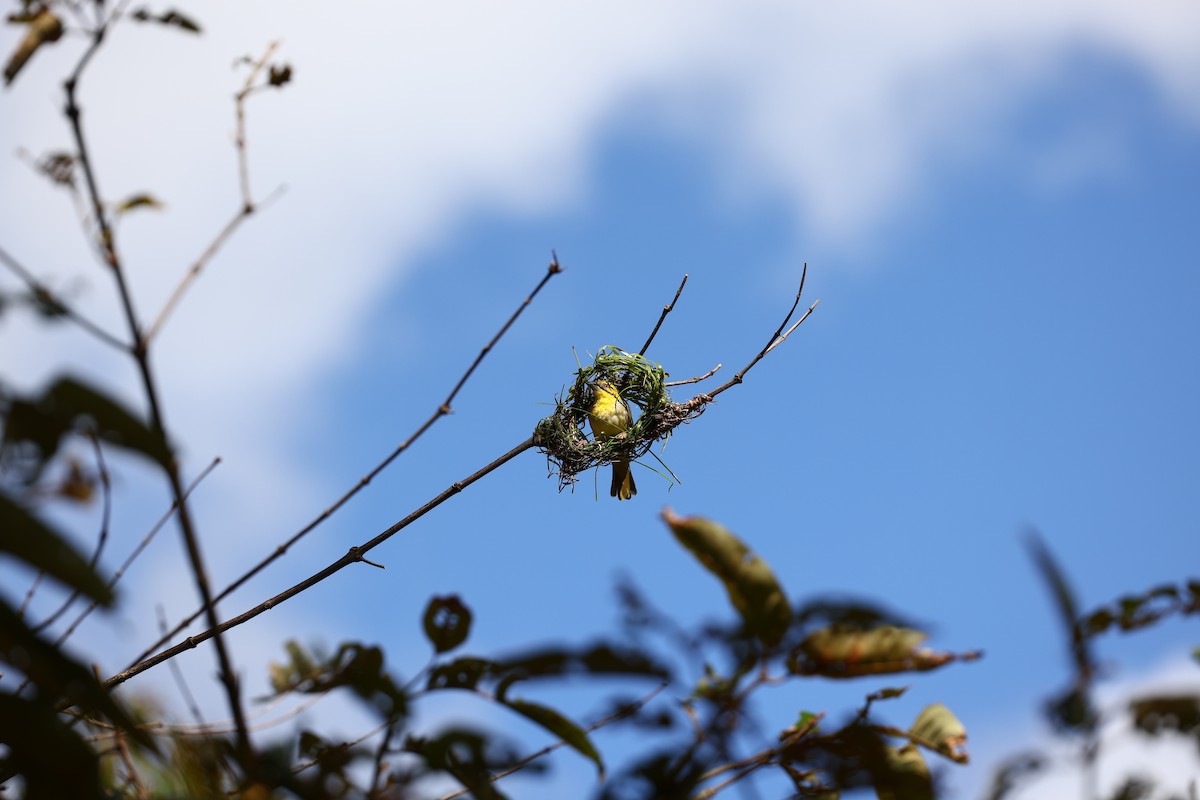 Village Weaver - ML622707707