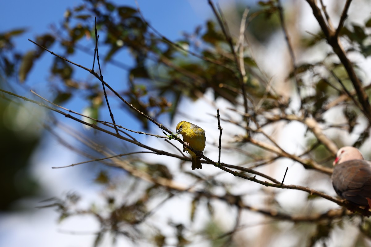 Village Weaver - ML622707709