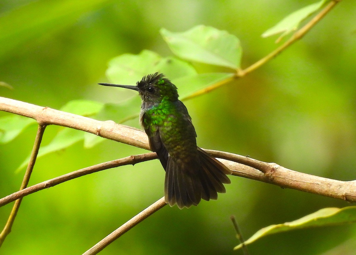 Charming Hummingbird - ML622707711