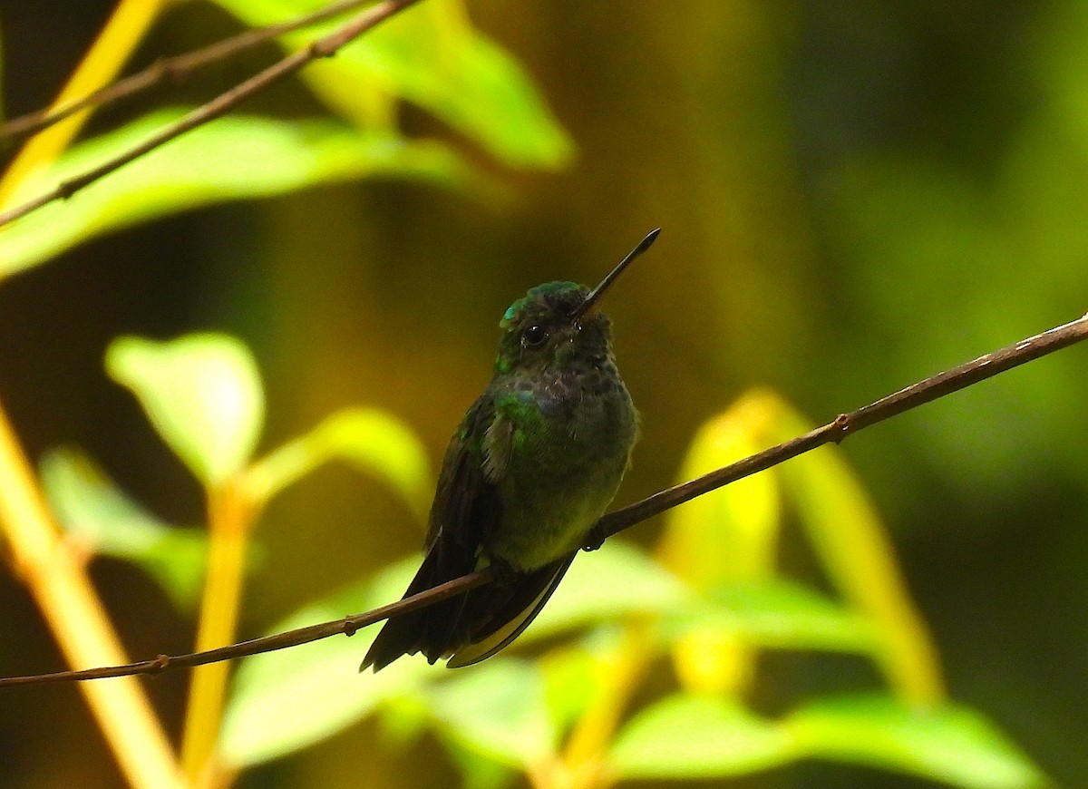 Charming Hummingbird - ML622707713