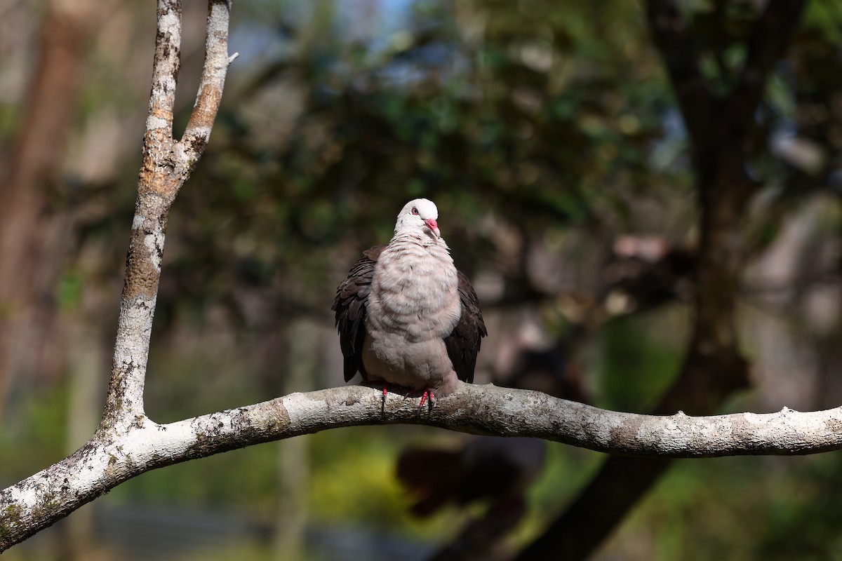 Pink Pigeon - ML622707723