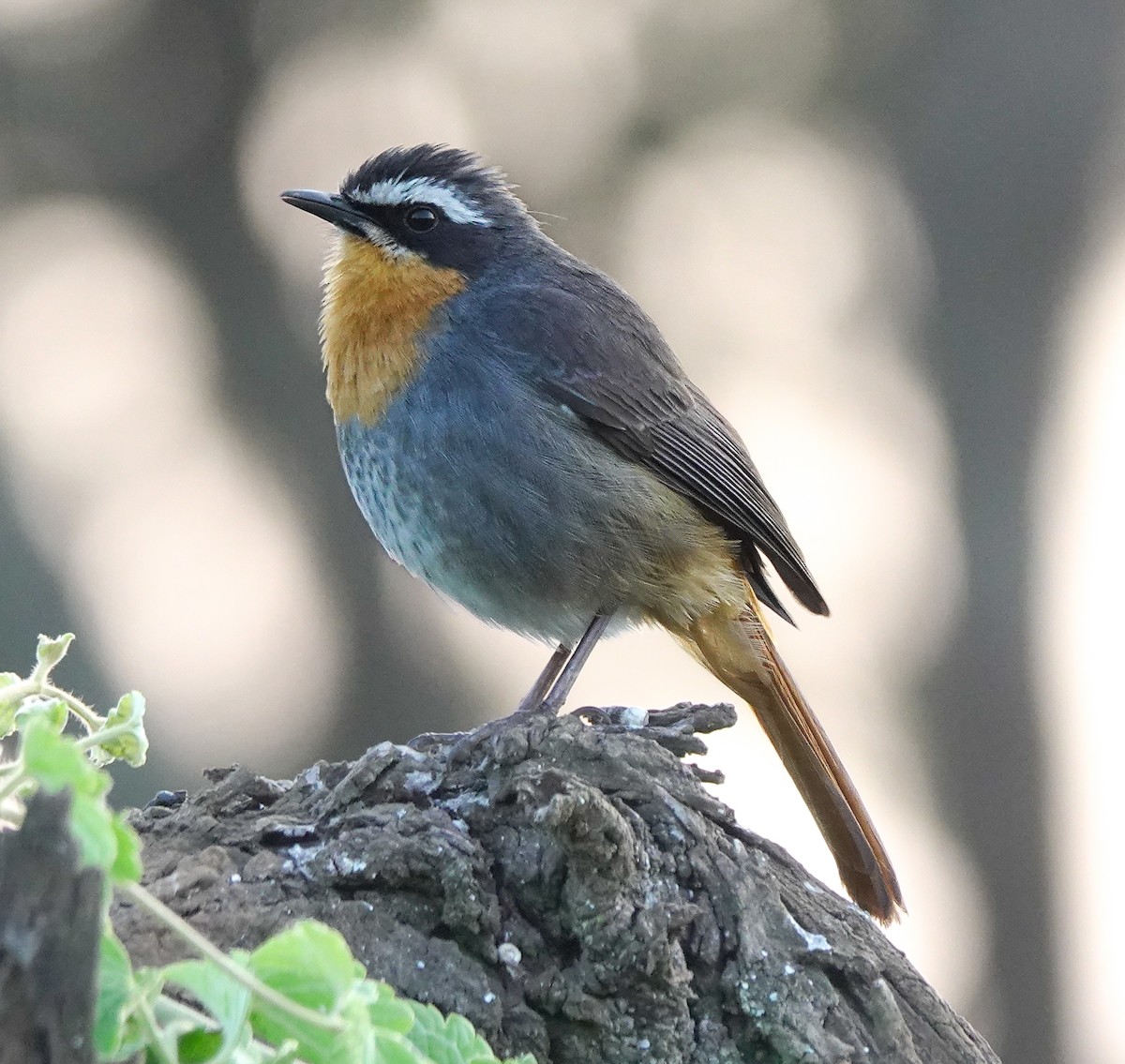 Cape Robin-Chat - ML622707748