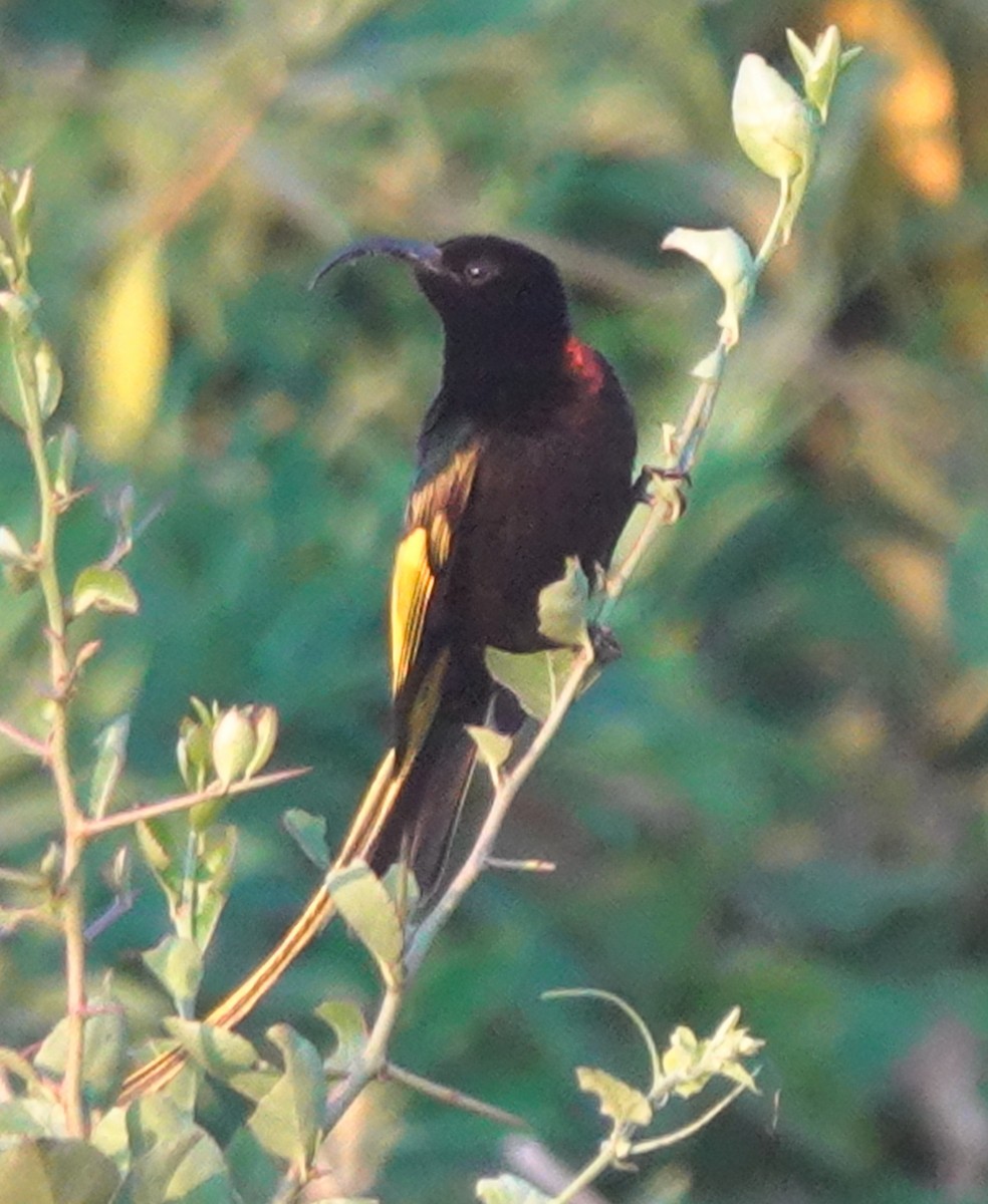 Golden-winged Sunbird - ML622707803