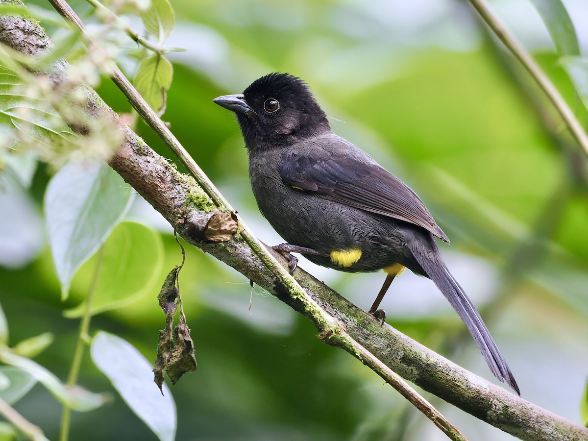 Yellow-thighed Brushfinch - ML622707805