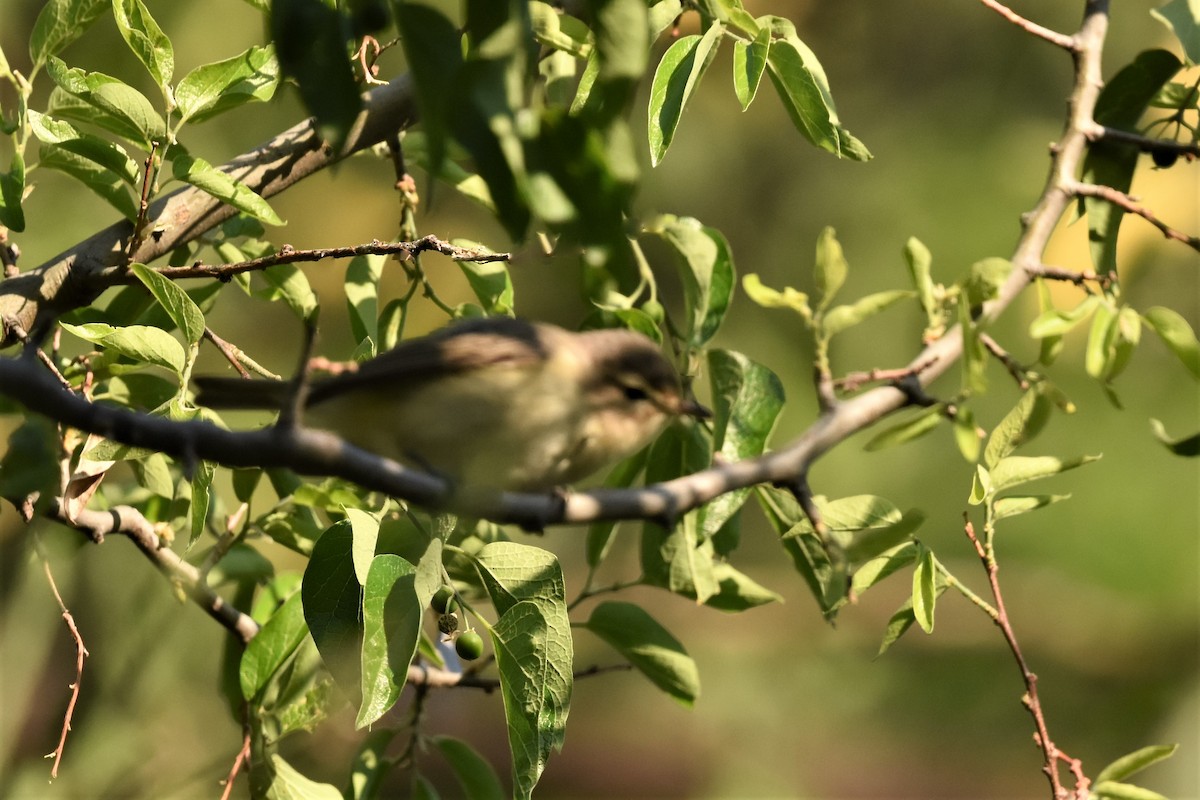 Warbling Vireo - ML622707806