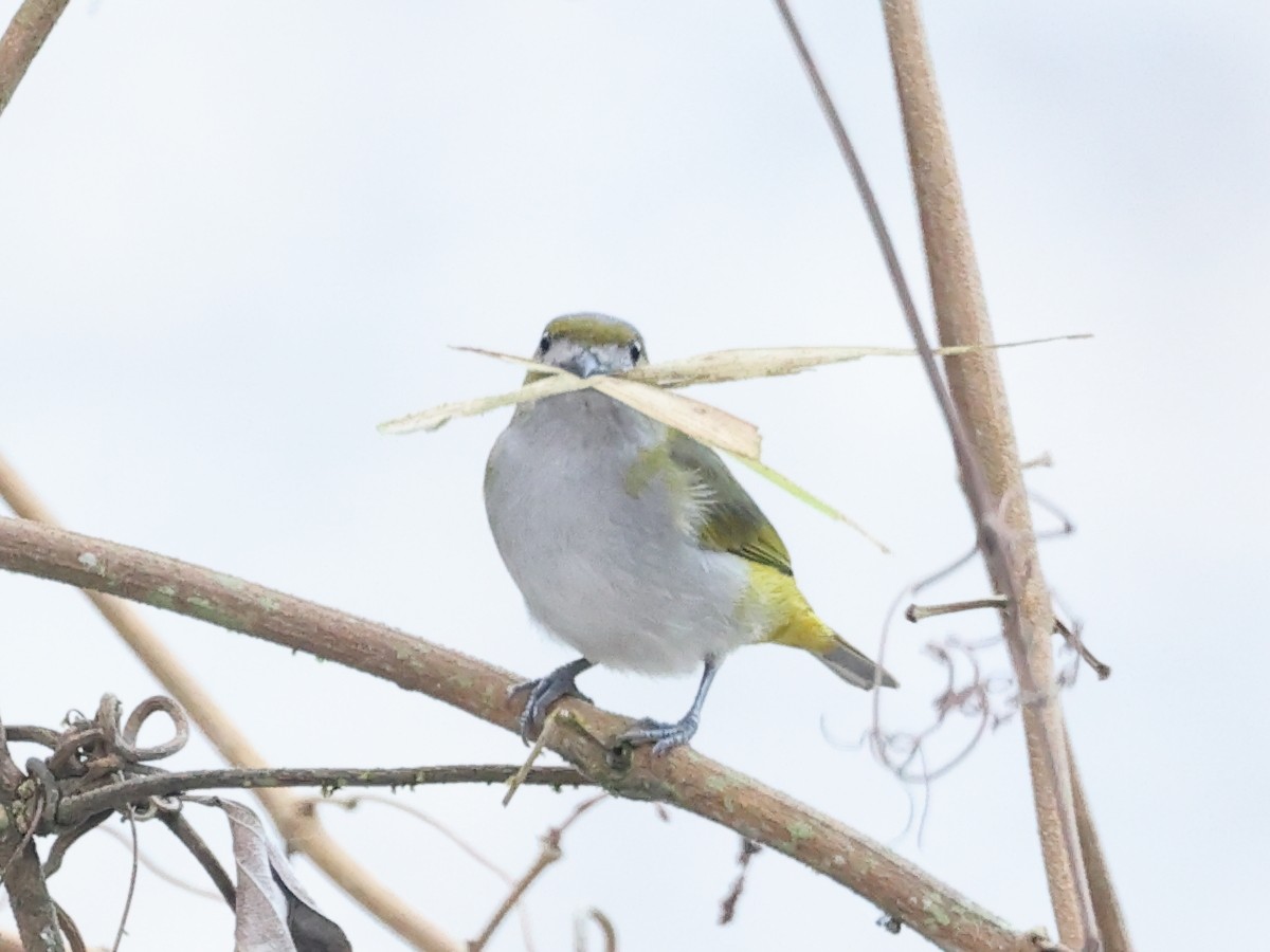 Golden-bellied Euphonia - ML622707809