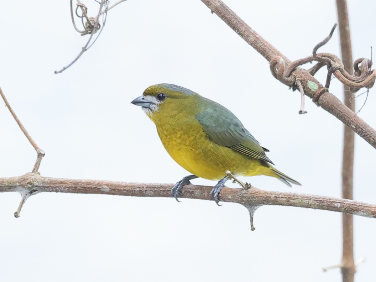 Golden-bellied Euphonia - ML622707813