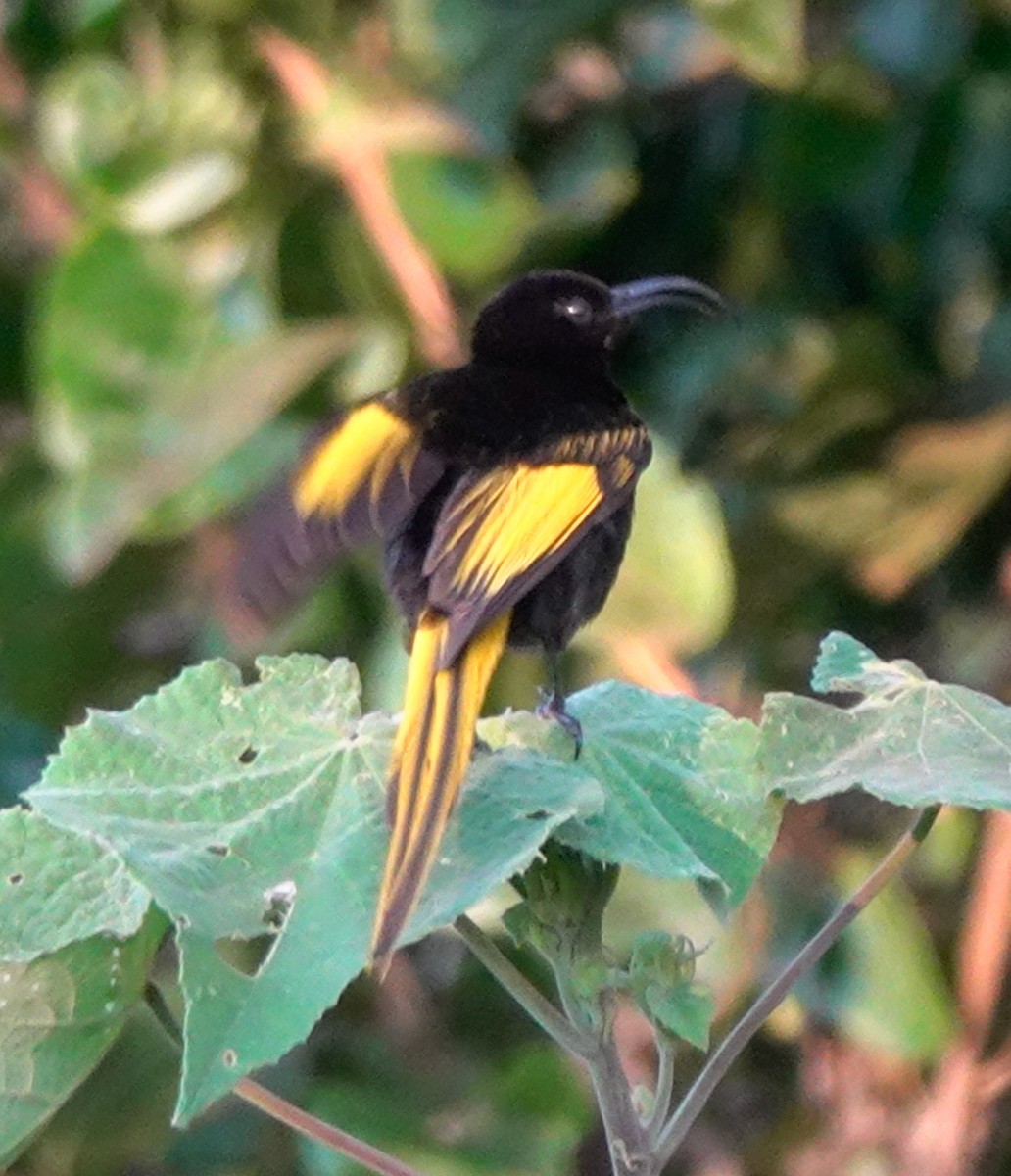 Golden-winged Sunbird - ML622707816