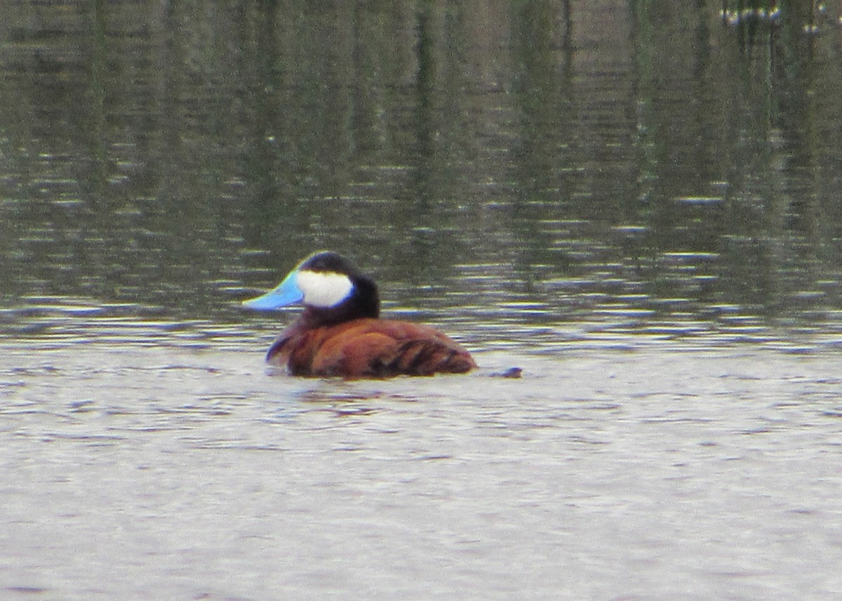 Ruddy Duck - ML622707822