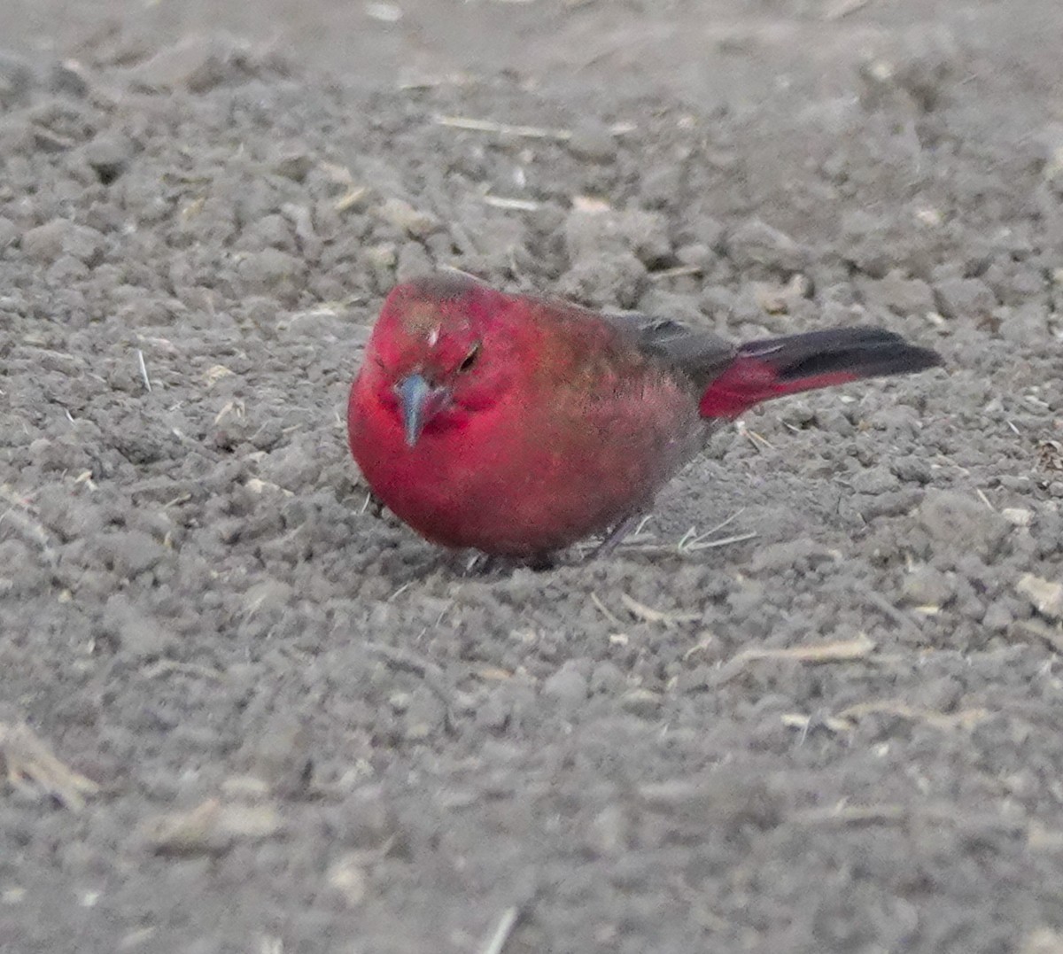 Red-billed Firefinch - ML622707826