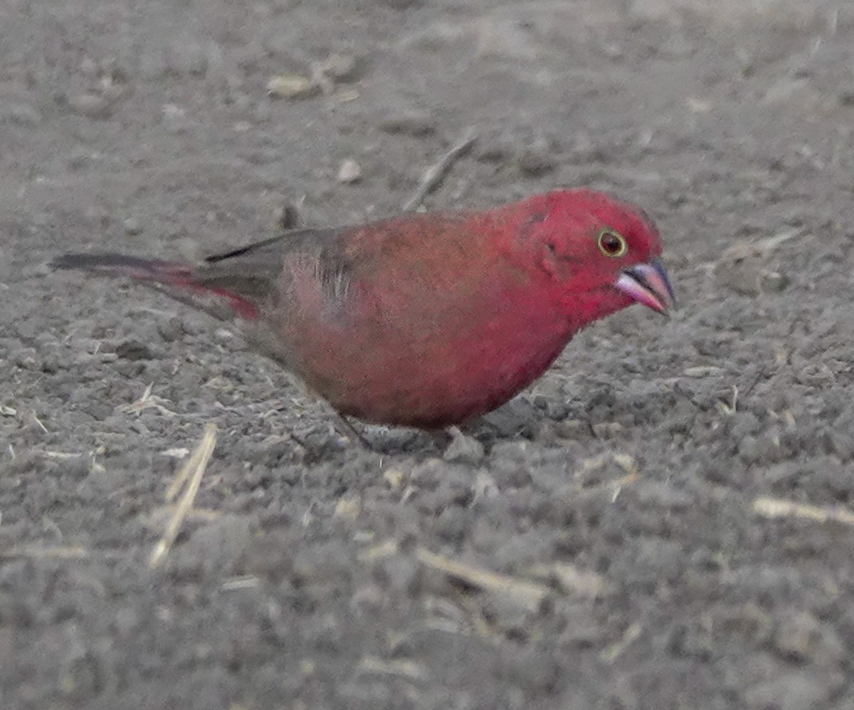 Red-billed Firefinch - ML622707848