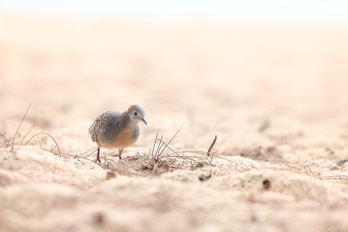 Zebra Dove - ML622707859