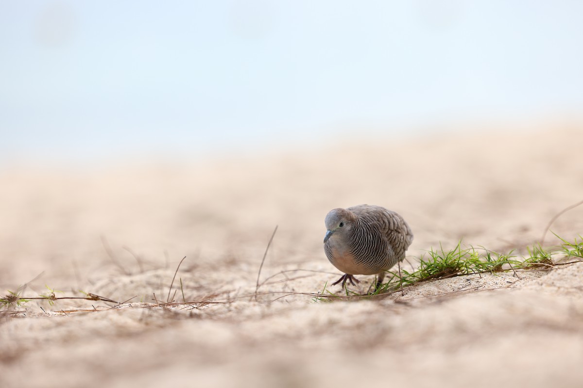 Zebra Dove - ML622707860