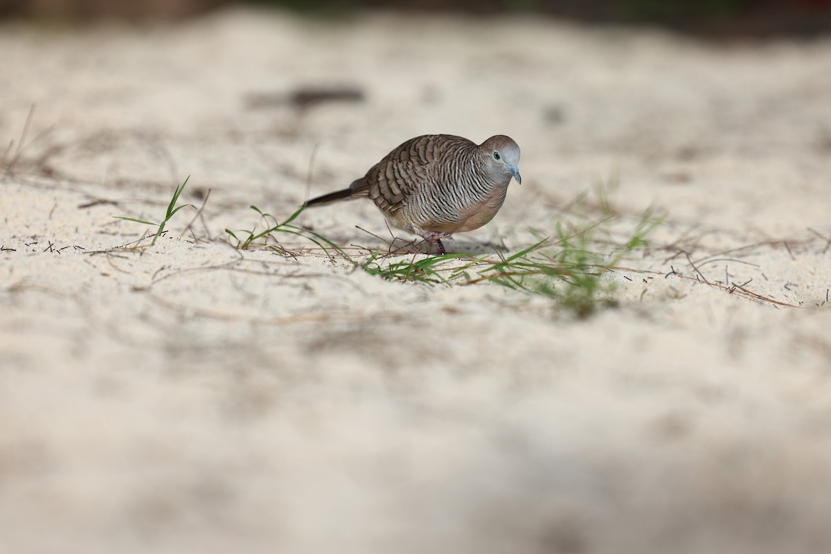 Zebra Dove - ML622707861