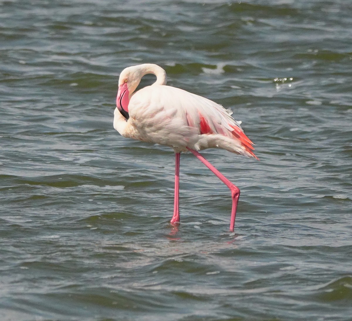 Greater Flamingo - ML622707865