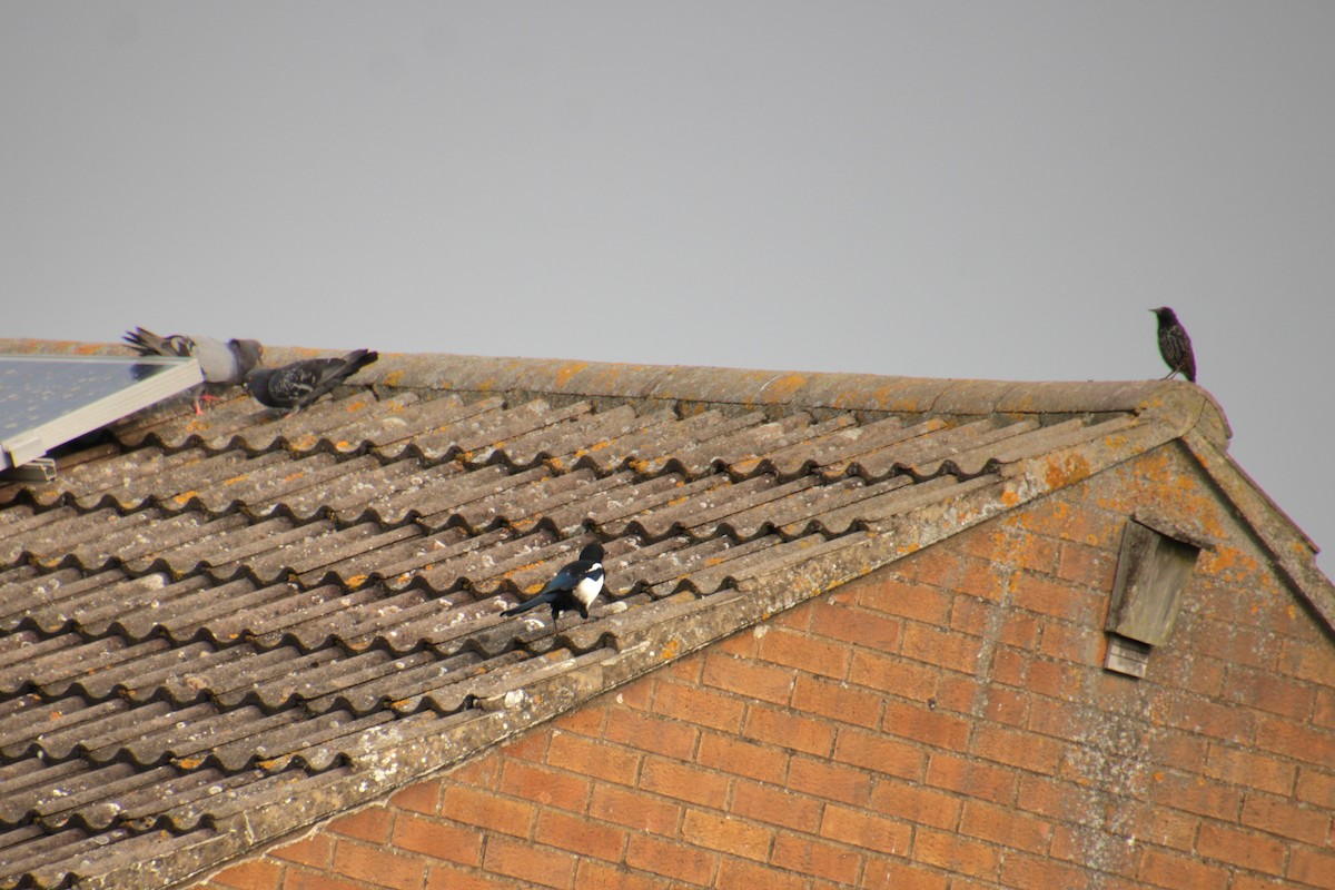 Eurasian Magpie (Eurasian) - Samuel Harris