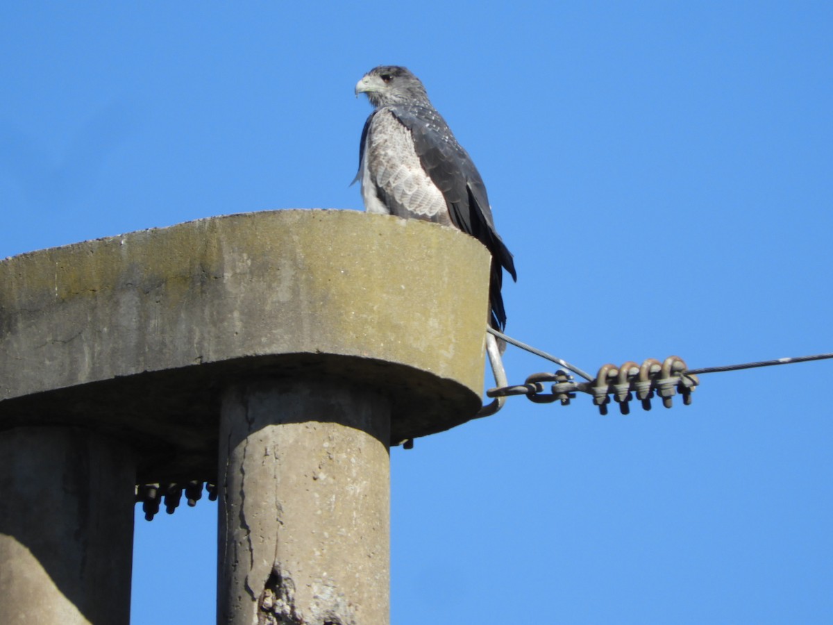 Black-chested Buzzard-Eagle - ML622707932