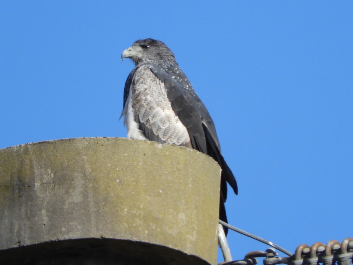 Black-chested Buzzard-Eagle - ML622707933