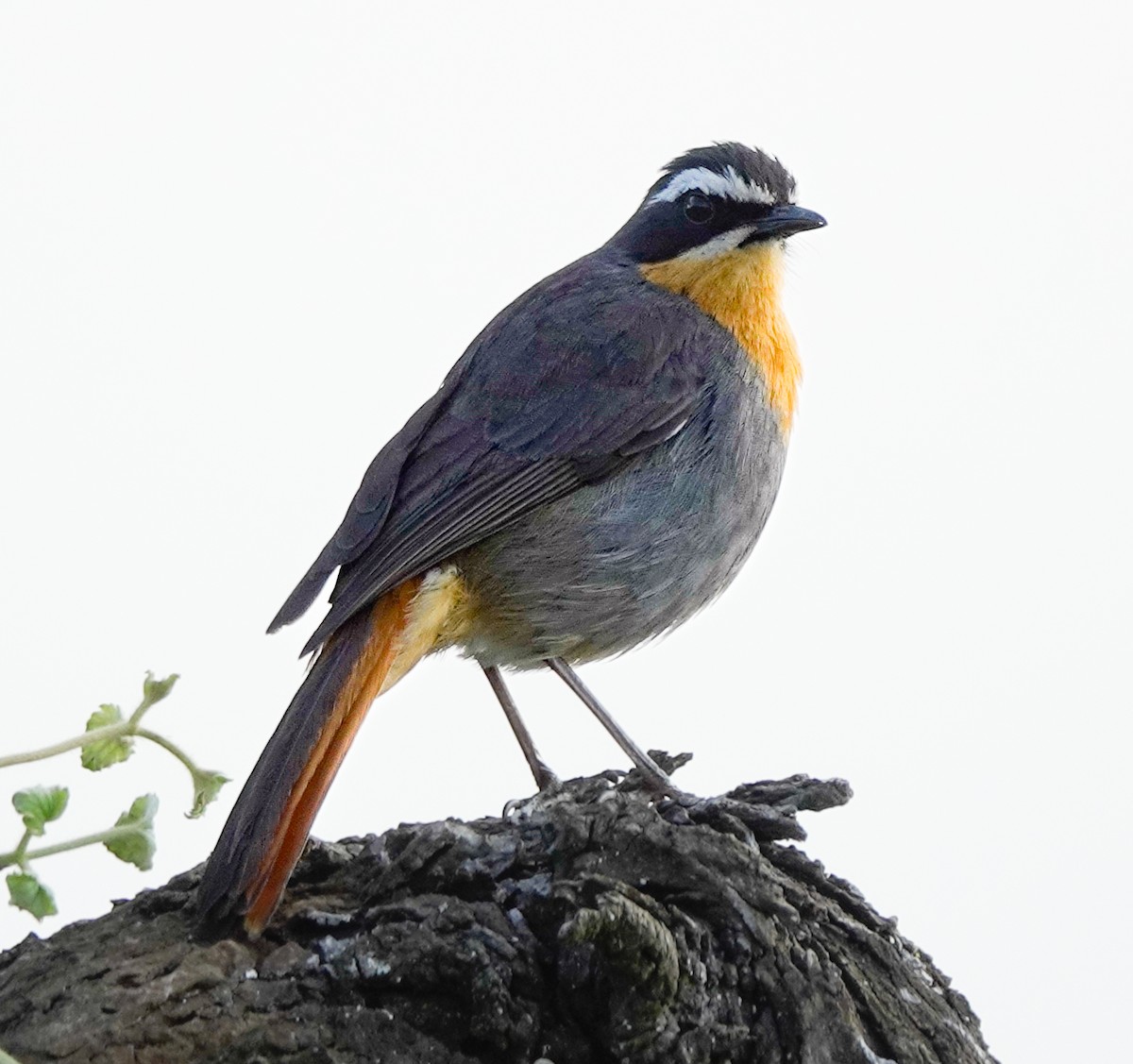 Cape Robin-Chat - ML622707945