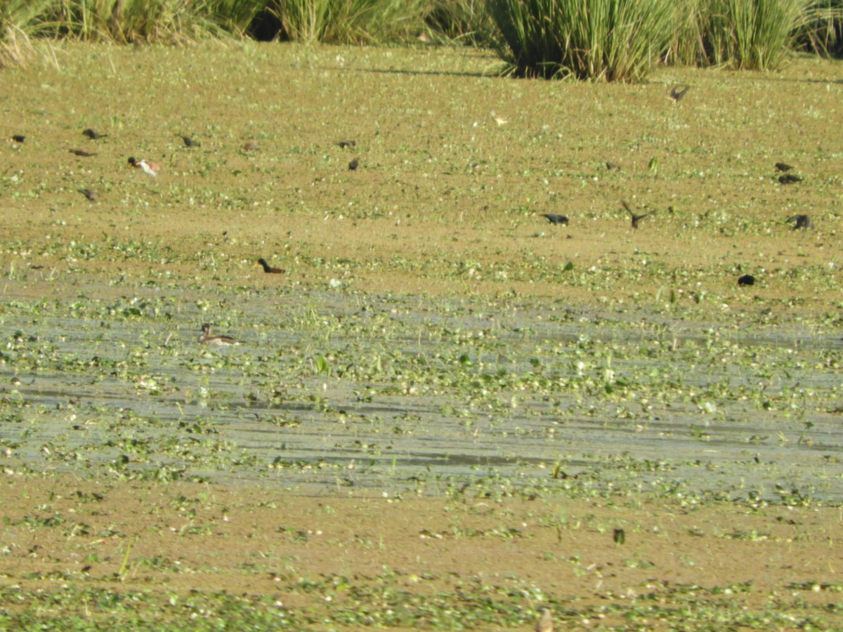 Wattled Jacana - Silvia Enggist