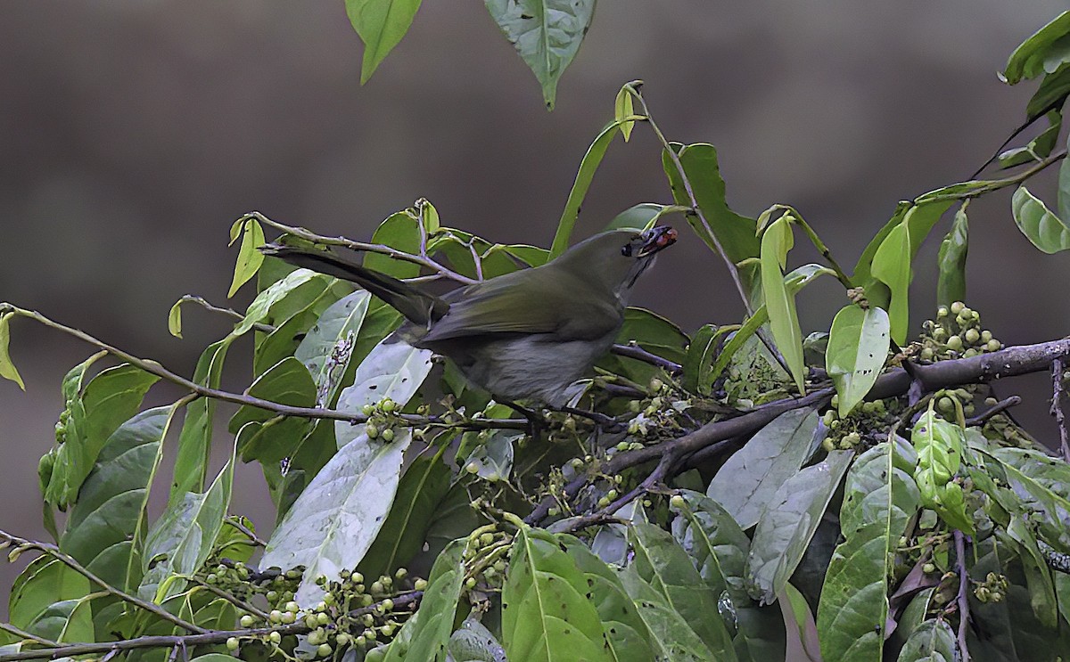 Fan-tailed Berrypecker - ML622707950
