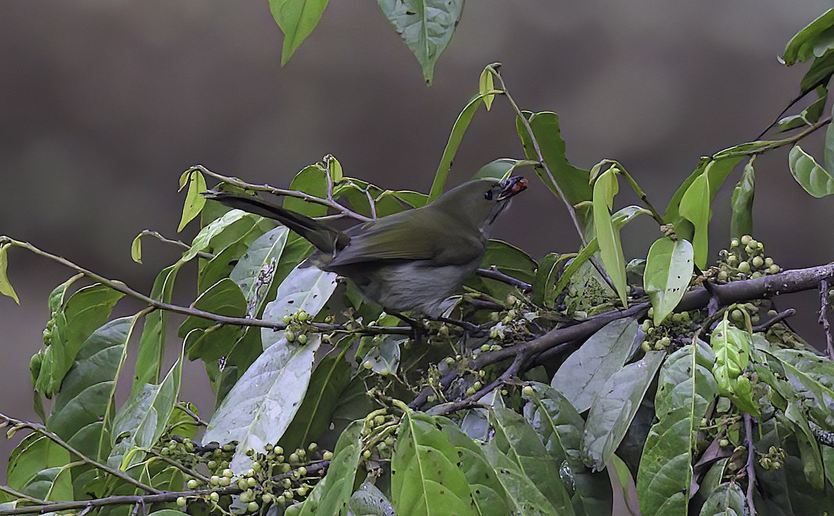 Fan-tailed Berrypecker - Mandy Talpas -Hawaii Bird Tours