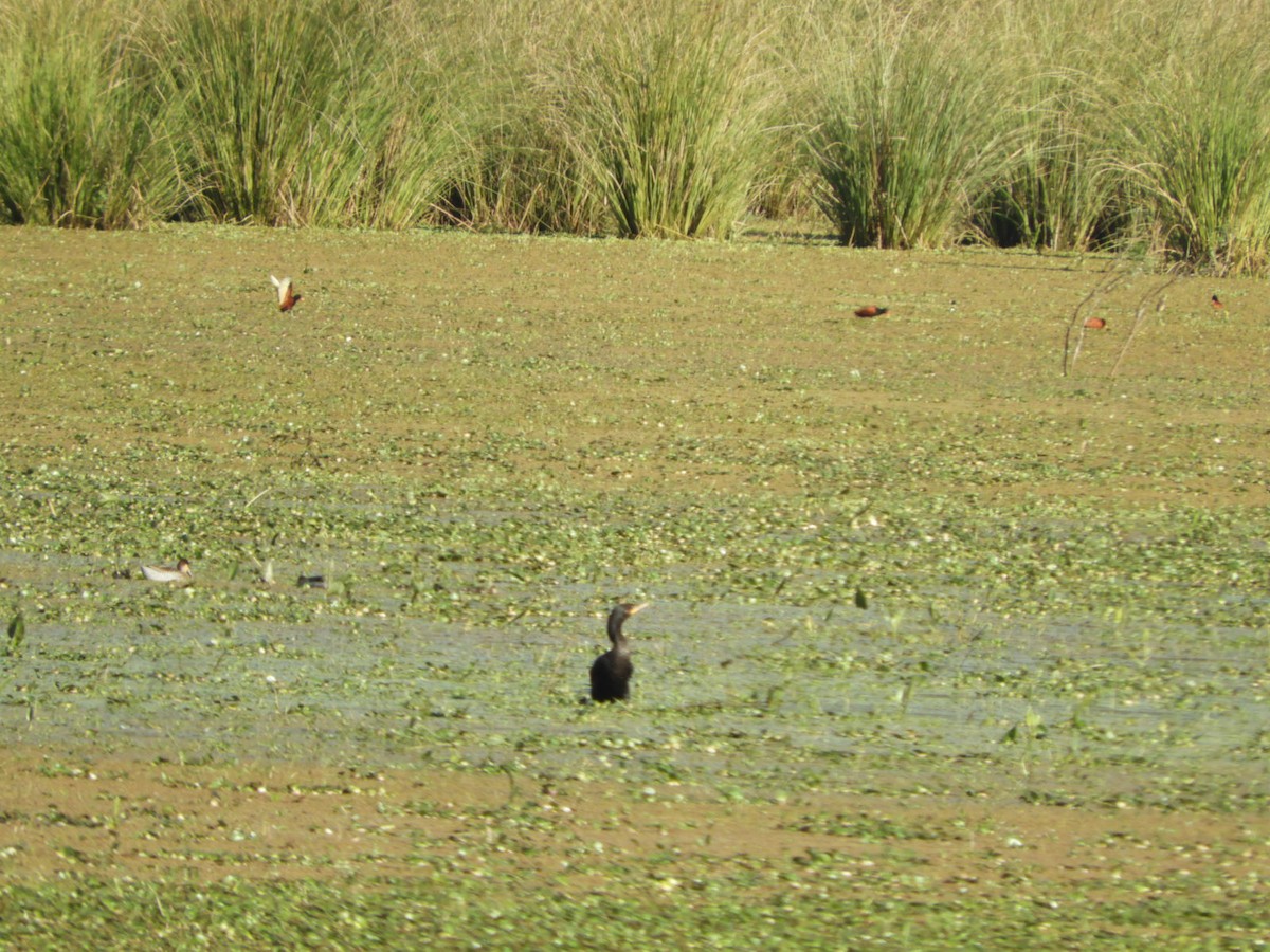 Neotropic Cormorant - ML622707954