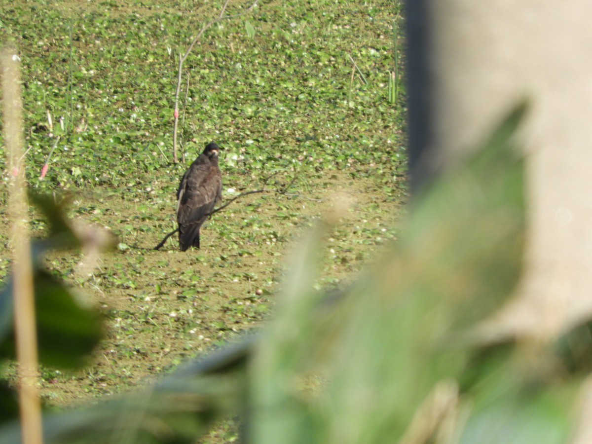 Snail Kite - ML622707960